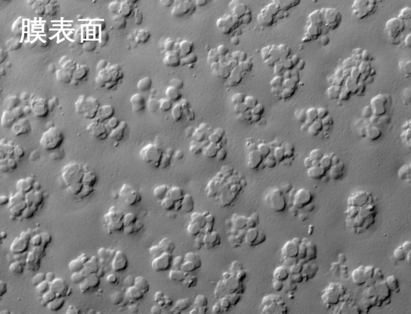 91免费福利视频燒結管式膜電鏡照片